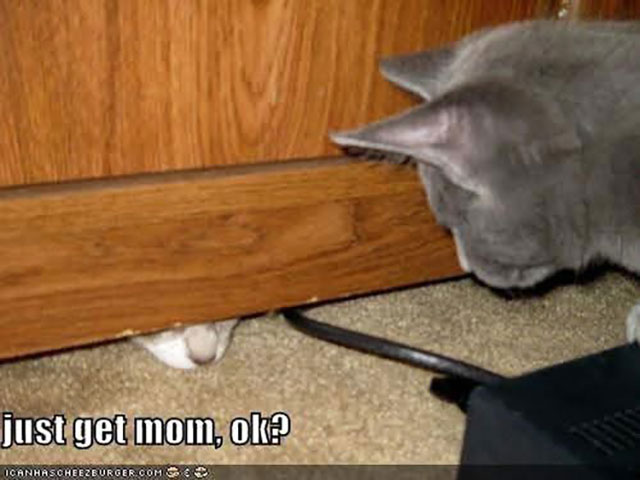 Meme: Kitten needs mom