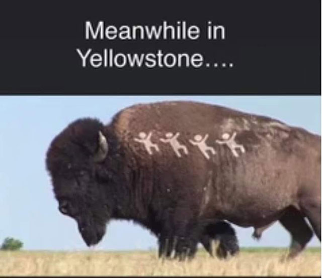 Meme: Buffalo with kills on side