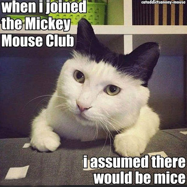 Meme: Cat in Mickey Mouse Club