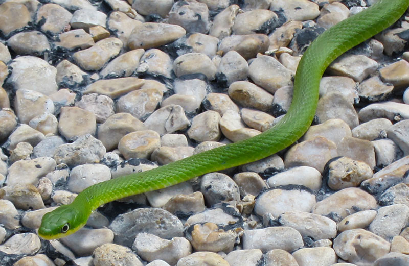 Photo: Rough green snake