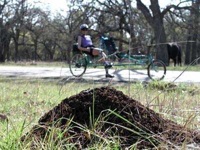 Photo - Fire Ant Mound and Bicyclist