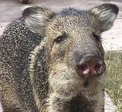 Photo - A javelina, up close and personal